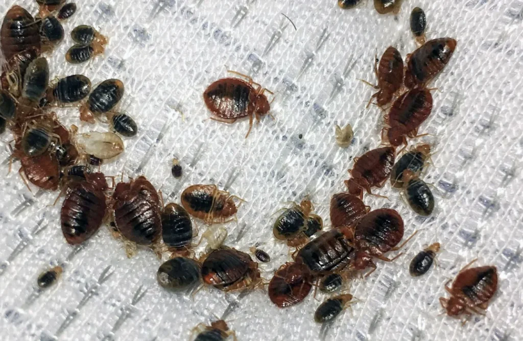 Home Hygiene Your Best Defence Against Bed Bugs